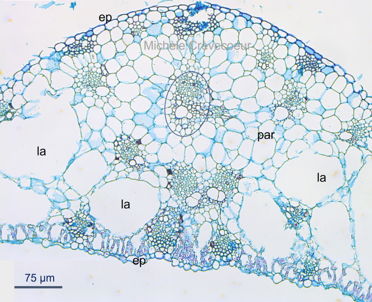 Coupe feuille Xanthosoma 2