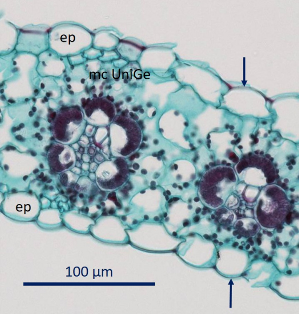 cuticule feuille Zea.jpg