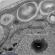 Golgi ChlamydomonaS
