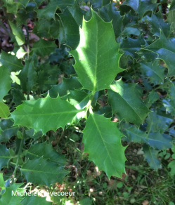 Feuille houx