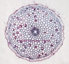 Racine Alium site.jpg
