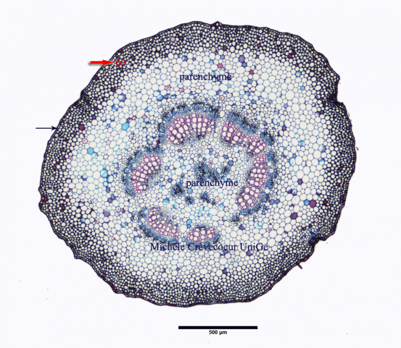 Petiole Figuier a - BAFB