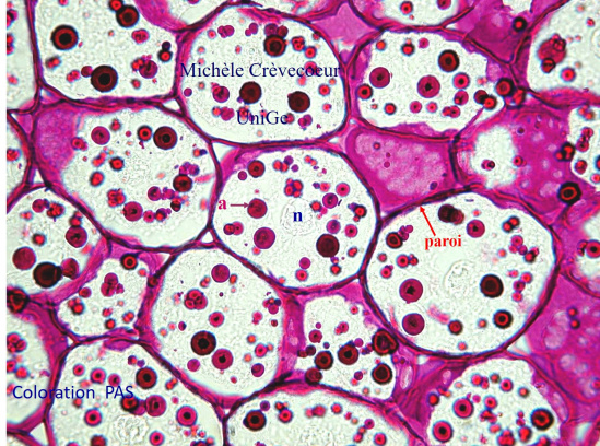 PAS Zea mays paraffine 2.jpg