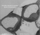 Stomate de Feuille Arabidopsis