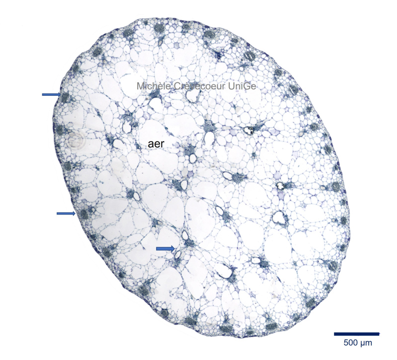 Site petiole Xantosoma 1.jpg