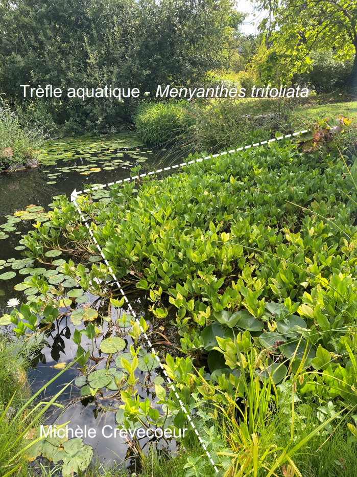 Trèfle aquatique 4 site.jpg