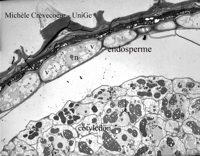Endosperme d'Arabidopsis