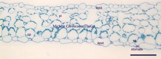 Coupe transversale feuille Arabidopsis.jpg