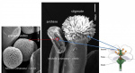 SEM arabidopsis flower 3.jpg