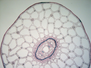 Site Tige potamogeton miniphoto