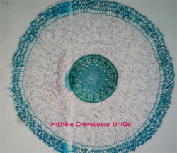 Racine Vanda Site.jpg