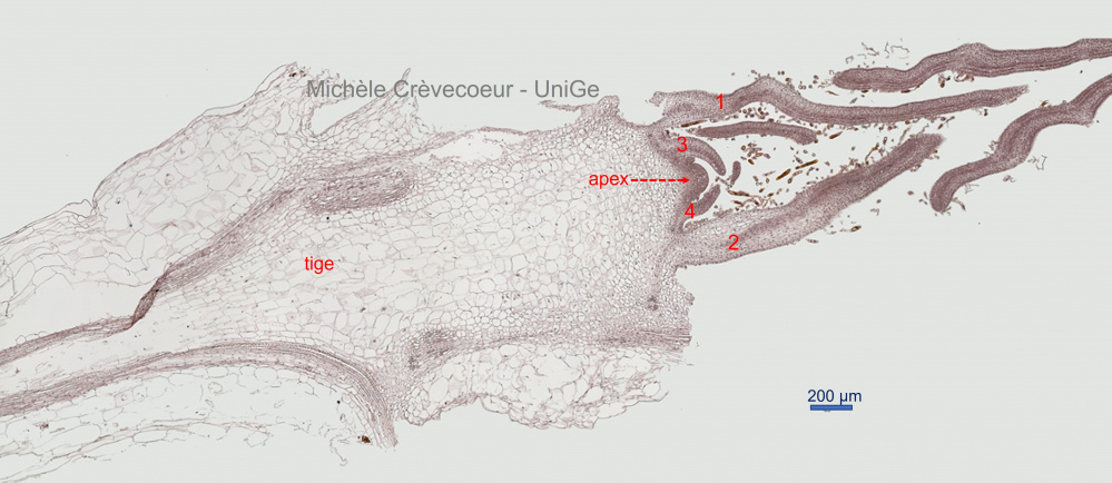 Méristème apical tige Spinacia 1.jpg