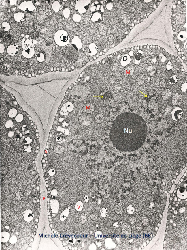 Cell rac maïs TEM1.jpg