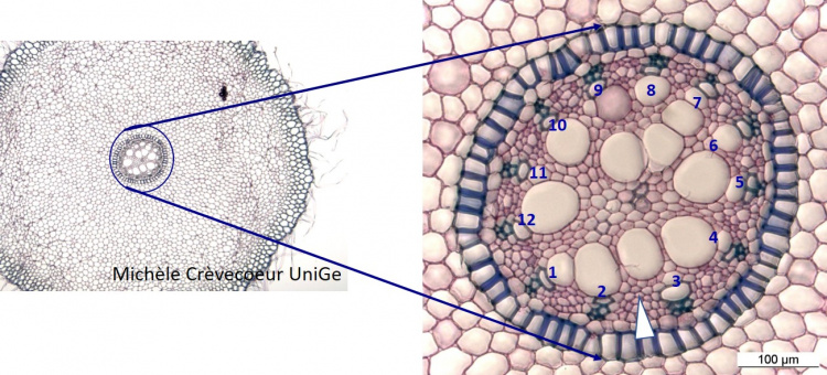 Site Cylindre central Iris.jpg