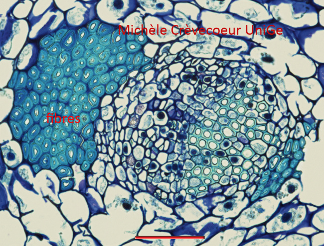 Fibres Tige gui Bl Tol 20x.jpg