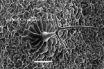 Arabidopsis face adaxiale trichome