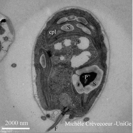 Chlamydomonas 2.jpg