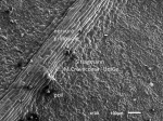 Feuille Arabidopsis Face abaxiale 