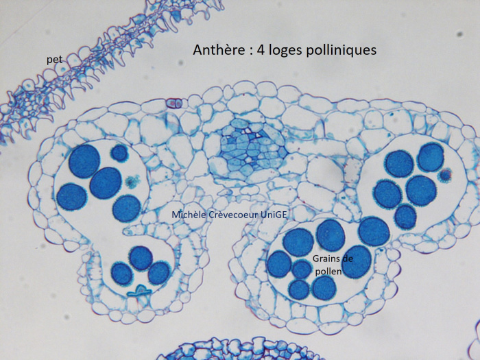 coupe epon étamine Arabidopsis