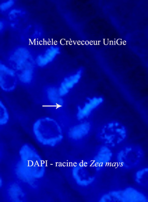 DAPI Zea meristeme.jpg