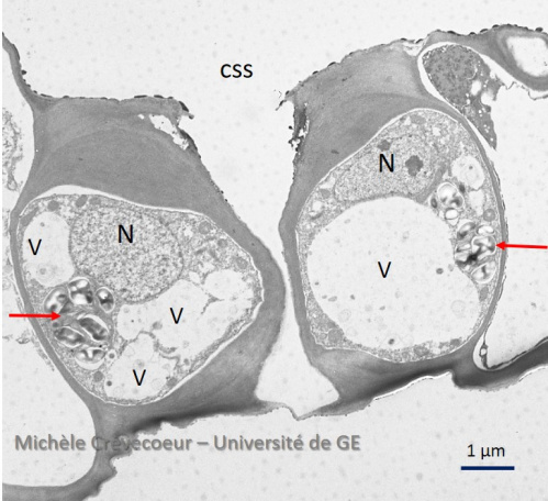 Cellules de garde stomate Feuille Merisier