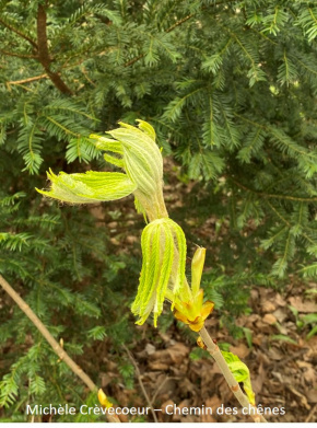 Bourgeon marronnier 4