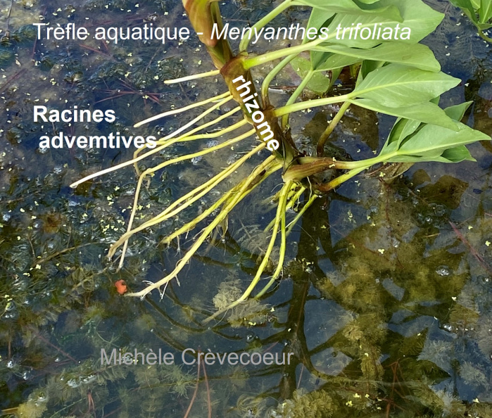 Trèfle aquatique 3 site.jpg