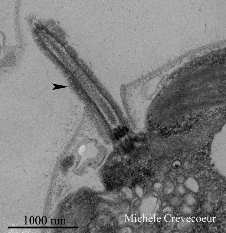 Site Chlamydomonas Flagelle