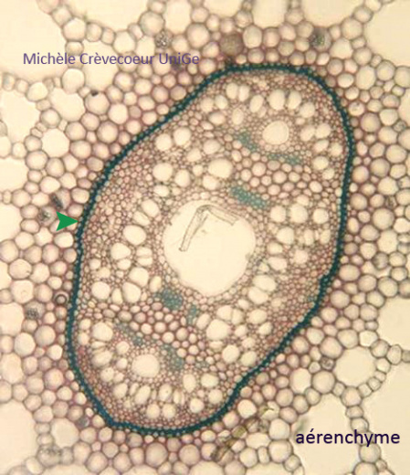 Centre tige potamogeton b.jpg