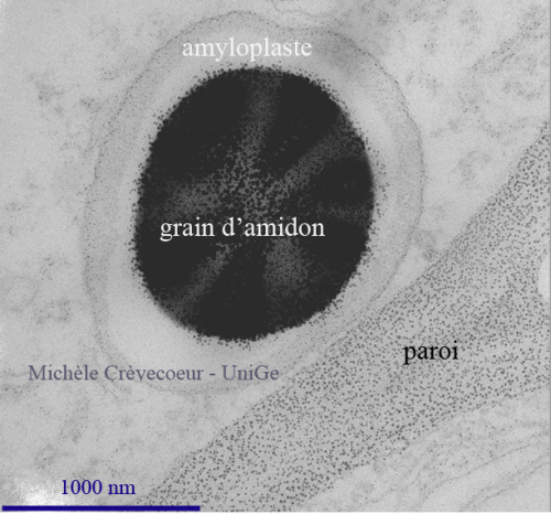 detail PATAg.jpg