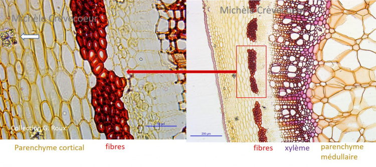 Fibres tige rosa