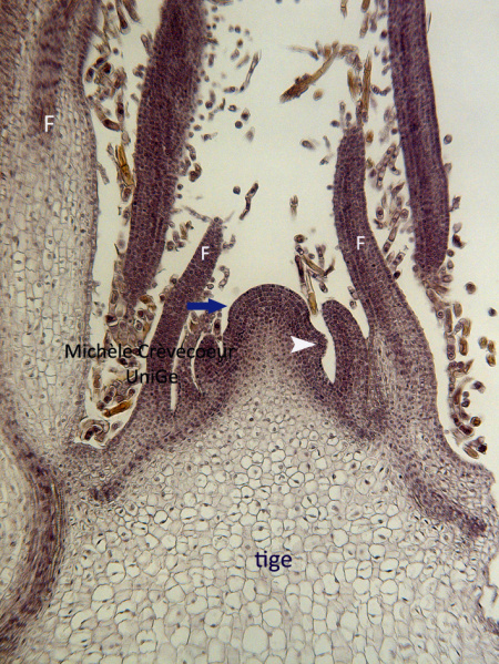 Méristème primaire apical de tige d'épinard