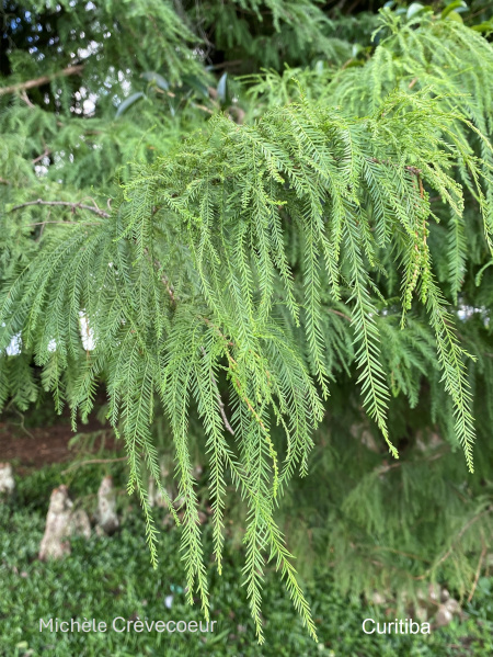 Cyprès chauve - feuilles