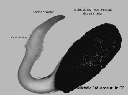 Site racine de tournesol