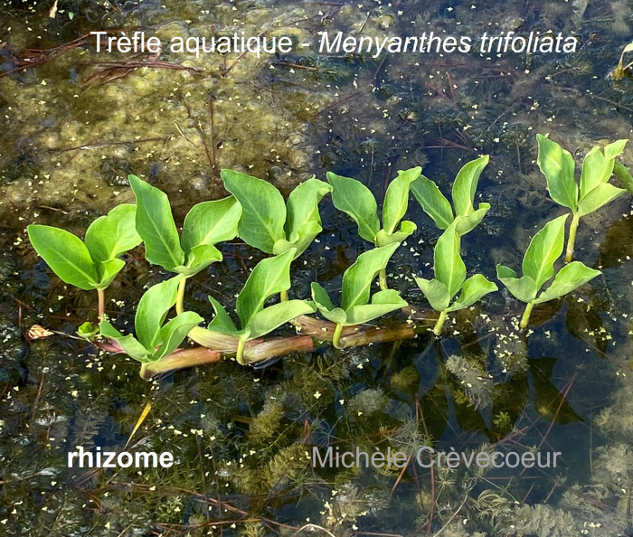 Trèfle aquatique 2 site.jpg