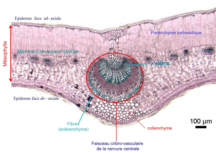 Site Feuille Olea 1.jpg