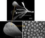 Arabidopsis fleur -  petale