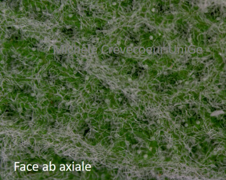 Face infer feuille sauge