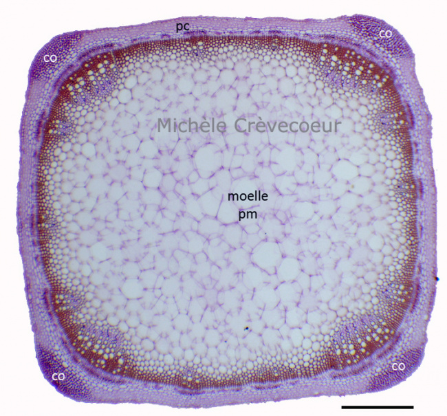 Coupe tige salvia.jpg