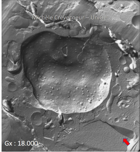 Site Fracture noyaux meristeme tige 2.jpg