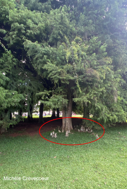 Cyprès chauve.jpg