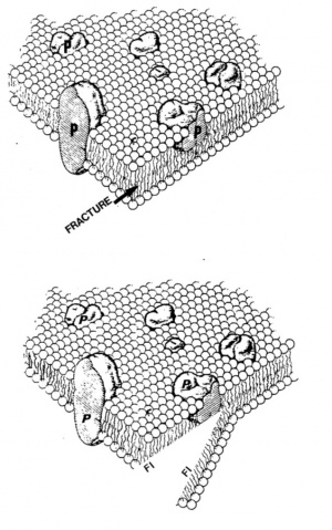 Site Clivage des membranes.jpg