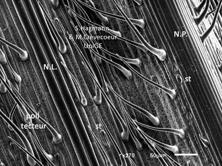 Face abaxiale feuille blé dur 2