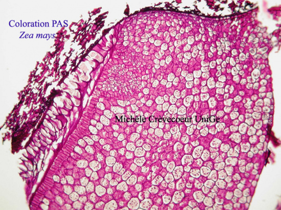 PAS Zea mays paraffine.jpg
