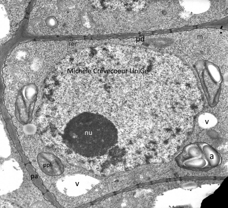Cellule de méristème primaire - tige d'épinard