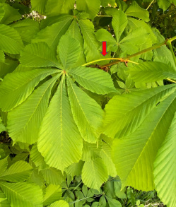 Feuille marronnier 2.jpg
