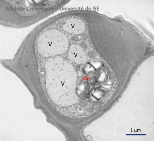 Cellule de garde stomate Feuille Merisier