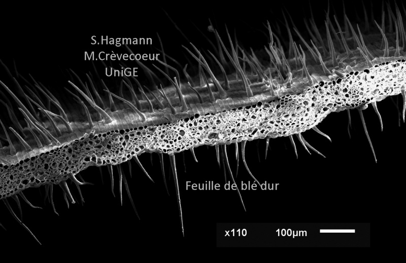Feuille ble dur - CT