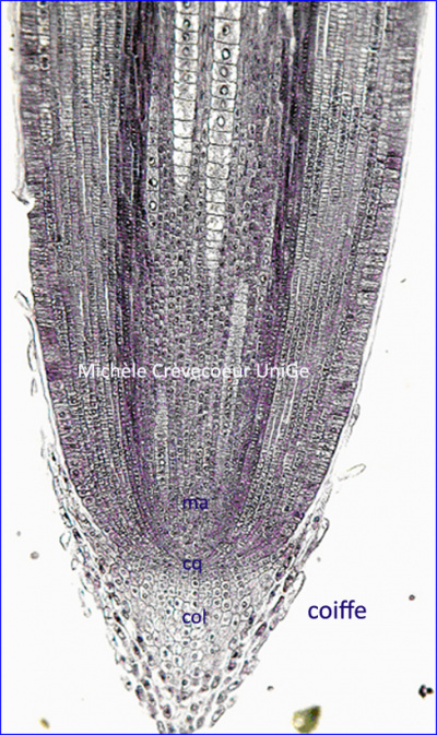 Méristème apical primaire de racine maïs