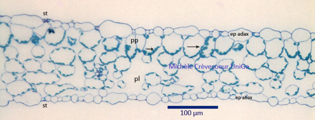 Coupe epon Feuille arabidopsis